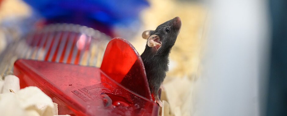 Maus Eine Maus mit dunklem Fell schaut aus einem roten Spielkasten heraus, um sie herum ist Tierstreu, im Hintergrund eine blaue Schale.