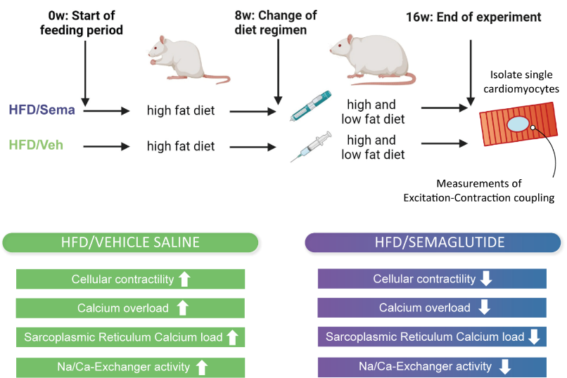 Die Grafik zeigt, wie der Glucagon-like Peptide-1-Rezeptor-Agonist (GLP-1-RA) Semaglutid die Funktion von Kardiomyozyten bei Ratten, die einer fettreichen/fruktosereichen Diät (HFD) ausgesetzt waren, wiederherstellt. 