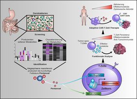 Das Bakterium Megasphaera massiliensis produziert im menschlichen Verdauungstrakt die kurzkettige Fettsäure Pentanoat. Diese kann bestimmte Zellen des Immunsystems so verändern, dass sie Tumoren effektiver bekämpfen können. 