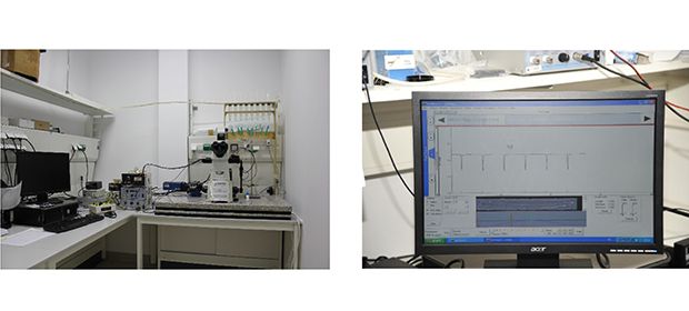 Illustration: IonOptix set-up