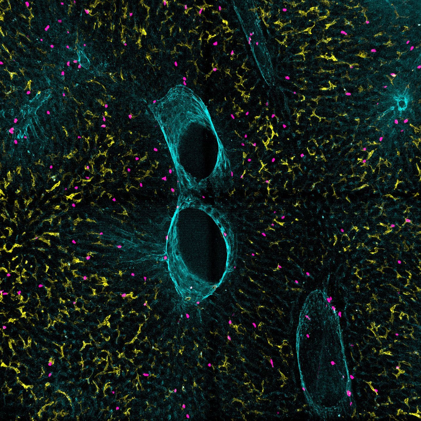 Mikroskopisches Bild der Leber mit verschiedenen Zellen 