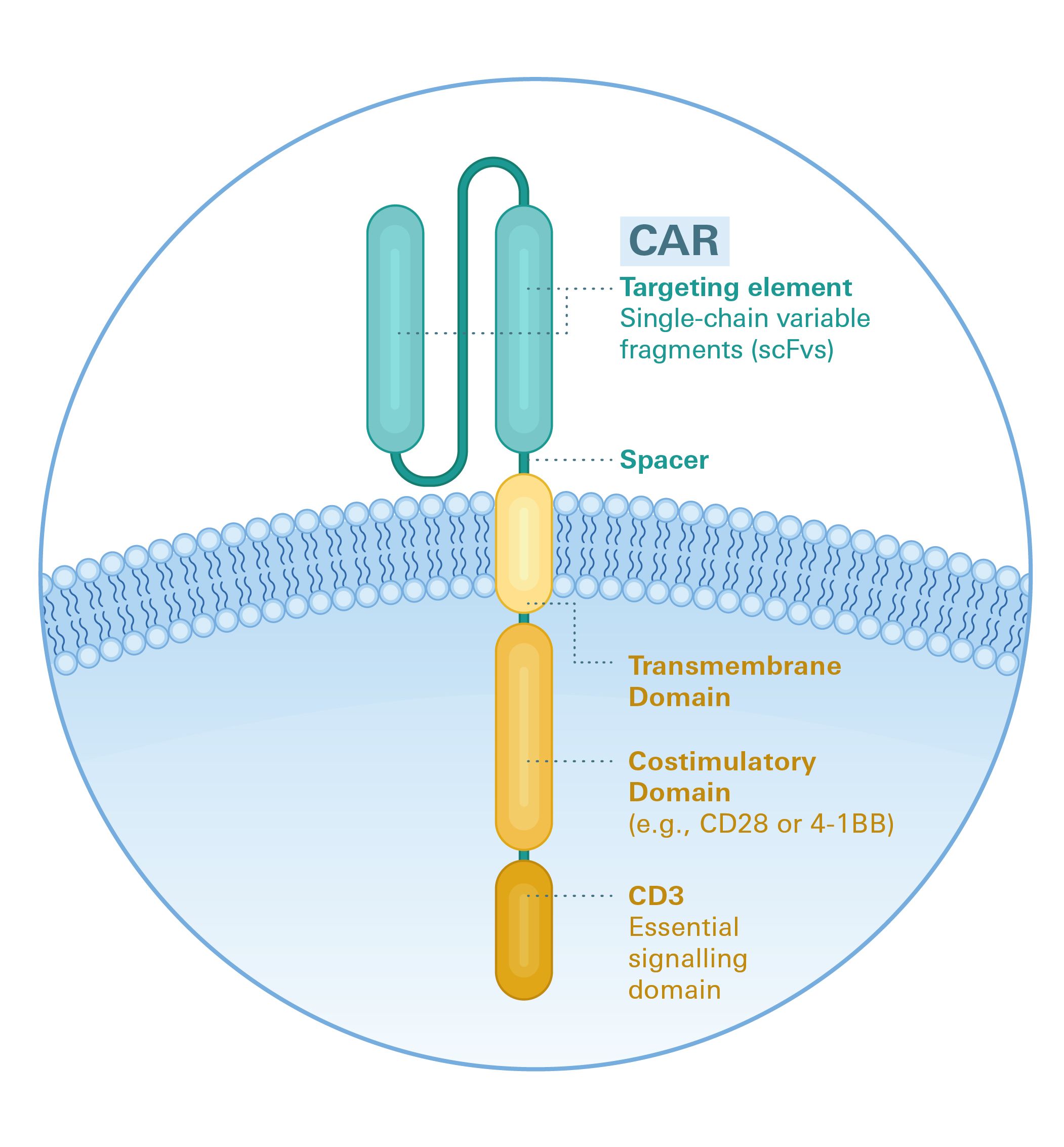 Illustration von CAR-T-Zellen Bestandteilen