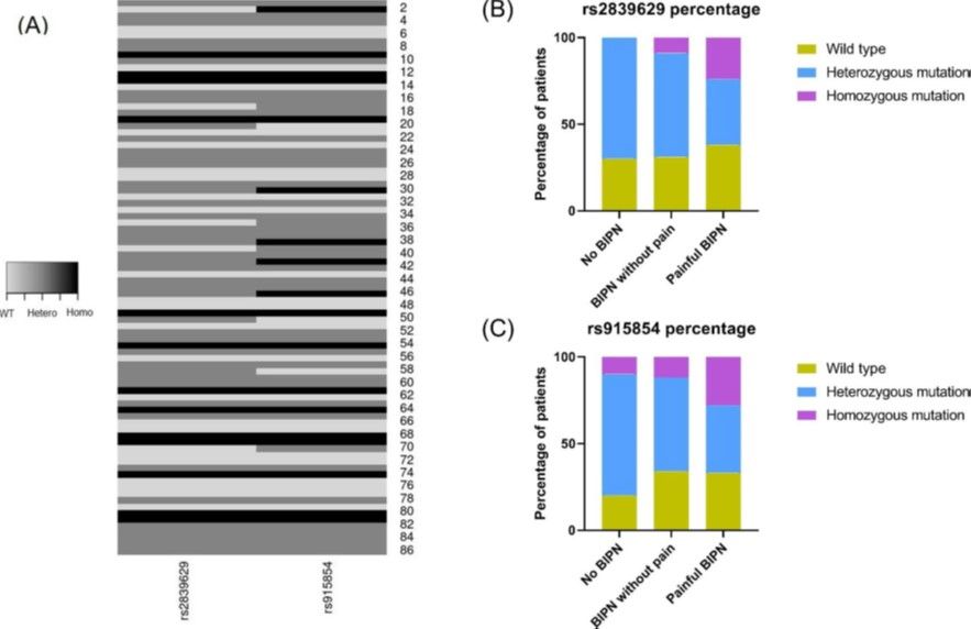  Die Graphik links zeigt die Sequenzierung der beiden SNP-Varianten der 88 Patientinnen und Patienten. Eine schwarze „durchgezogene“ Linie weist zum Beispiel auf eine homozygote Veränderung sowohl von rs2839629 als auch von rs915854 hin.