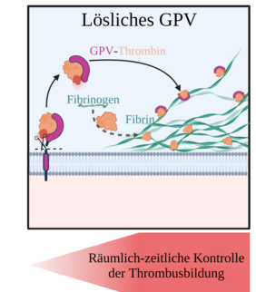 Die Grafik zeigt, wie geschnittenes GPV an Thrombin bindet und die Fibrinbildung reduziert. 