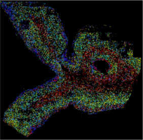 Das Bild zeigt eine in-situ Einzelzellanalyse, bei der die Moleküle blau, grün, gelb und rot markiert sind. 