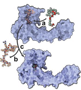 Schematische Darstellung des Rezeptor-Artemisinin