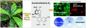 Von der Pflanze zum Wirkstoff – Ancistrolikokin E3 hemmt das Wachstum und die Kolonie-Bildung von Bauchspeicheldrüsenkrebszellen