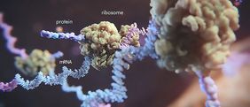 Schematische Darstellung eines Ribosoms (hier lachsfarben), das sich entlang einer mRNA bewegt (gewundene Struktur, hier lila-bläulich) und auf Basis der darin enthaltenen Information ein Protein formt (stabförmige Struktur, hier dunkellila, ragt aus dem Ribosom hervor). (Bild: Ozgu Arslan / iStockphoto.com)