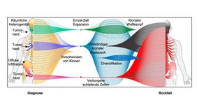 Das Bild zeigt verschiedene Muster von Myelomzellen, wie sie sich durch die Chemo räumlich und zeitlich verändern. 