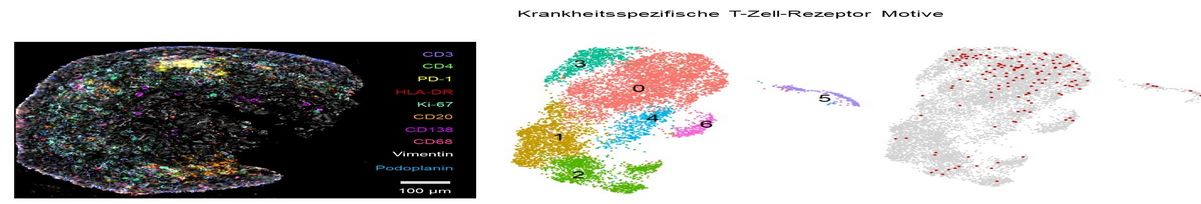 Immunfluoreszenzanalyse und Sequenzierungen des T-Zell Rezeptors