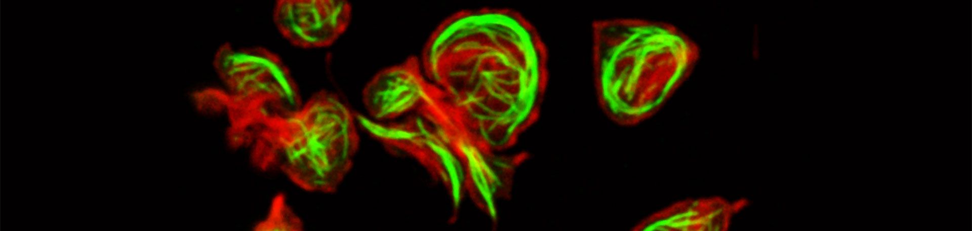 Illustrationsbild Experimentelle Biomedizin 