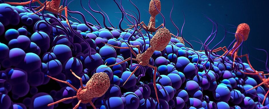 Phagen (rot) auf der Oberfläche einer Bakterienzelle. (Bild: Design Cells / AdobeStock) Phagen (rot) auf der Oberfläche einer Bakterienzelle.