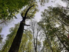 Das Foto zeigt einen Blick nach oben zu den Baumkronen im Laubwald. 