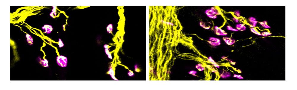 Mikroskopisches Bild von neuromuskulären Synapsen bei Mäusen