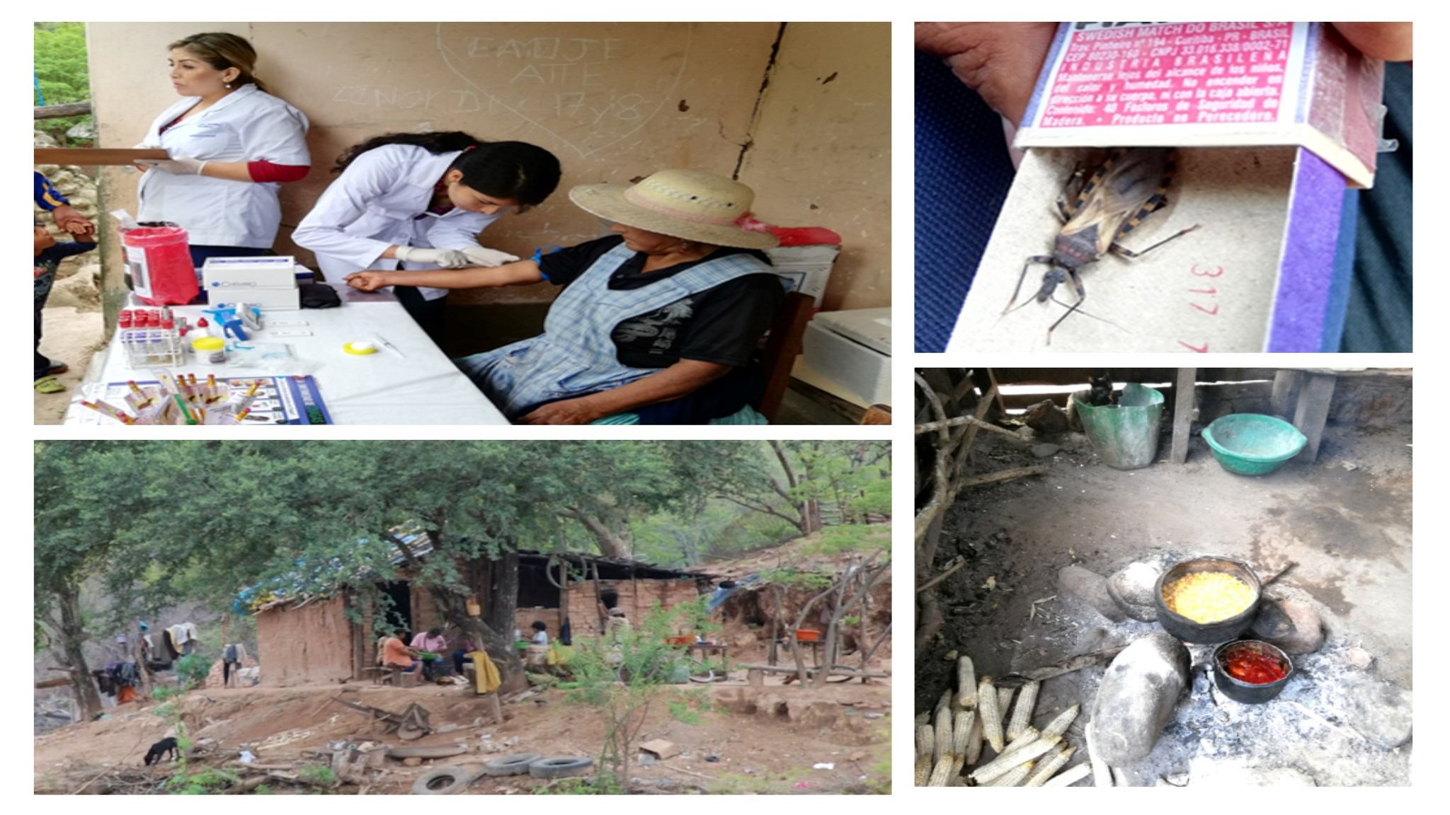 Collage mit Bildern eines Präventionsstandes in Bolivien, eines einfachen Hauses im Hinterland, einer Wanze in einer Schachtel und einer simplen Kochgelegenheit. 