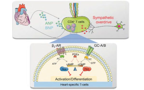 Illustrationsbild: Regulation der T-Zell-Reaktionen im Infarktbereich durch das neuroendokrine System 