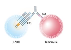 Die Grafik zeigt die Wirkungsweise des bispezifischen T-Zell-Engager (BiTE®) Tarlatamab.