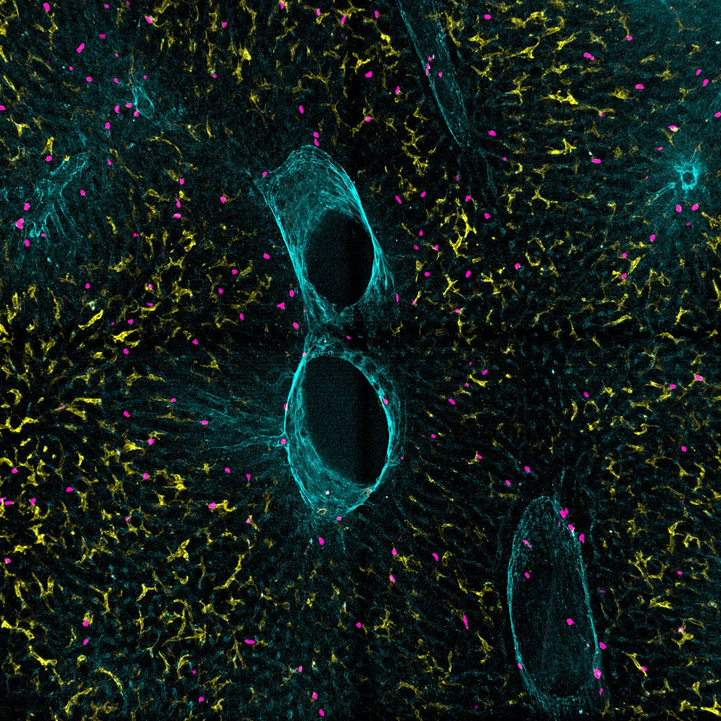 Mikroskopisches Bild der Leber mit verschiedenen Zellen 
