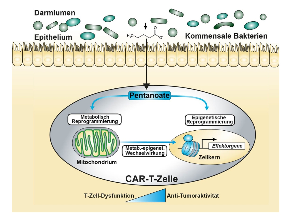 Wie Stoffwechselprodukte von Darmbakterien in die CAR-T-Zelle eindringen und es dort zu einer epigenetischen Modulation kommt. 